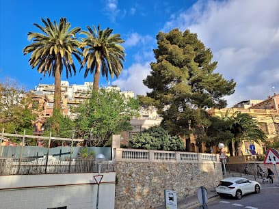 Arbre centenari catalogat "Pi Josep"