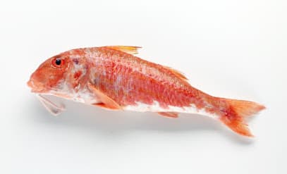 Sensibilitat Gastronomica