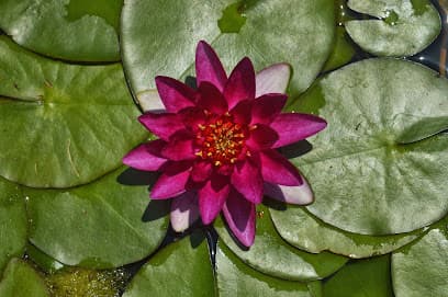 Anfibios y Reptiles. Sitio de Observación de Biodiversidad- Guia Digital ECOT