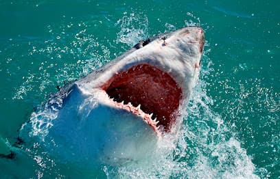 Lo que queda Salvaje